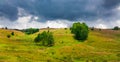 Cows grazing in Semenic Mountains