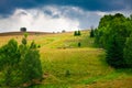 Cows grazing in Semenic Mountains