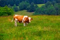 Cows grazing in Semenic Mountains