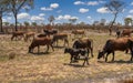 cows grazing