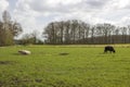 Cows grazing on a spring meadow in sunny day Royalty Free Stock Photo