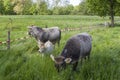 Cows grazing on a spring meadow in sunny day Royalty Free Stock Photo