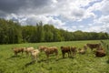 Cows grazing on a spring meadow in sunny day Royalty Free Stock Photo