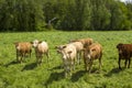 Cows grazing on a spring meadow in sunny day Royalty Free Stock Photo