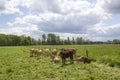 Cows grazing on a spring meadow in sunny day Royalty Free Stock Photo