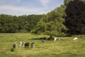 Cows grazing on a spring meadow in sunny day Royalty Free Stock Photo