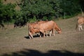 Cows Grazing and Sunbathing in the Meadows of the Mountains of Galicia. Travel Animals Nature. Royalty Free Stock Photo