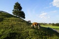 cows grazing on sunlit green meadows of the alpine valley in Nesselwang, Allgau, Bavaria, Germany