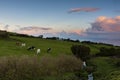 Cows grazing at sunset Royalty Free Stock Photo