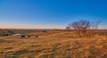 Cows Grazing at Sunset Along Lafferty Pike Royalty Free Stock Photo