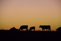 Cows grazing at sunset, Royalty Free Stock Photo