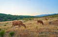 Cows grazing in the sunset of Extremadura, Spain Royalty Free Stock Photo