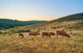 Cows grazing in the sunset of Extremadura, Spain Royalty Free Stock Photo