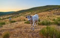 Cows grazing in the sunset of Extremadura, Spain Royalty Free Stock Photo