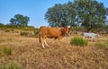 Cows grazing in the sunset of Extremadura, Spain Royalty Free Stock Photo