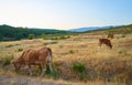 Cows grazing in the sunset of Extremadura, Spain Royalty Free Stock Photo