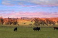 Cows Grazing at Sunset