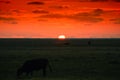 Cows grazing at sunset Royalty Free Stock Photo