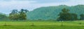 Grazing Cows Powell County, KY Royalty Free Stock Photo