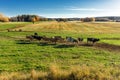 Cows grazing in the Swedish countryside of Ostergotland