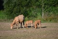 Cows Grazing With Their Calf And Sunbathing In The Meadows Of The Mountains Of Galicia. Travel Animals Nature. Royalty Free Stock Photo