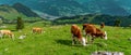 Cows grazing in tyrol alm Austria on the mountains panoramic Royalty Free Stock Photo