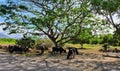 Cows Grazing Under The Beautiful Tree