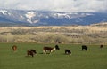 Cows Grazing in Utah Foothills