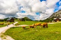 Cows grazing in the valley near the Alp mountains in Austria under the cloudy sky