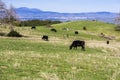 Cows grazing on a verdant pasture, Mt Diablo and Livermore in the background, east San Francisco bay, California Royalty Free Stock Photo