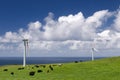 Cows grazing among wind turbines