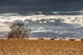 Cows grazing a winter, harvested corn field under a cloudy sky Royalty Free Stock Photo