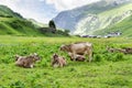 Cows on the green alpine pasture high in the mountains Royalty Free Stock Photo