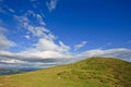 Cows in the green field Royalty Free Stock Photo