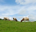 Cows in green field Royalty Free Stock Photo