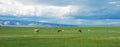 Cows on the green field Royalty Free Stock Photo