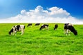 Cows on a green field Royalty Free Stock Photo