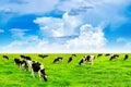 Cows on a green field and blue sky