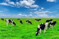 Cows on a green field and blue sky. Royalty Free Stock Photo