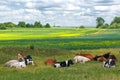 Cows on a green field and blue sky Royalty Free Stock Photo