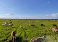 Cows on a green field and blue sky Royalty Free Stock Photo