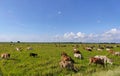 Cows on a green field and blue sky Royalty Free Stock Photo