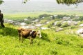 Cows on a green field and clear, blue sky. Herd of cows grazing on a green field, near an old tree. Herd of cows and Royalty Free Stock Photo