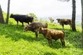 Cows on a green field and clear, blue sky. Herd of cows grazing on a green field, near an old tree. Herd of cows and Royalty Free Stock Photo