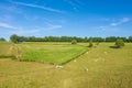 Cows in a green field in Europe, France, Burgundy, Nievre, towards Chateau Chinon, in summer on a sunny day