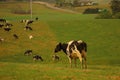 Cows on the green field and farm landscape Victoria, Australia