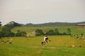 Cows on the green field and farm landscape Victoria, Australia Royalty Free Stock Photo