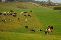 Cows on the green field and farm landscape Victoria, Australia Royalty Free Stock Photo