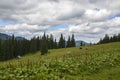 Cows on a green field, grazing on the fresh grass in high mountain pastures in the summer Royalty Free Stock Photo