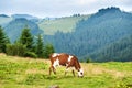 Cows on the green field at mountains Royalty Free Stock Photo